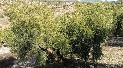 Finca en zona Campo de Tiro de Benamejí. Cuenta con una superficie de dos fanegas menos cuarta 7.800 m2. 60 olivos hojiblancos tra, imatge 2