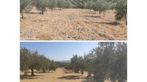 14 FANEGAS OLIVAR 1 PIE