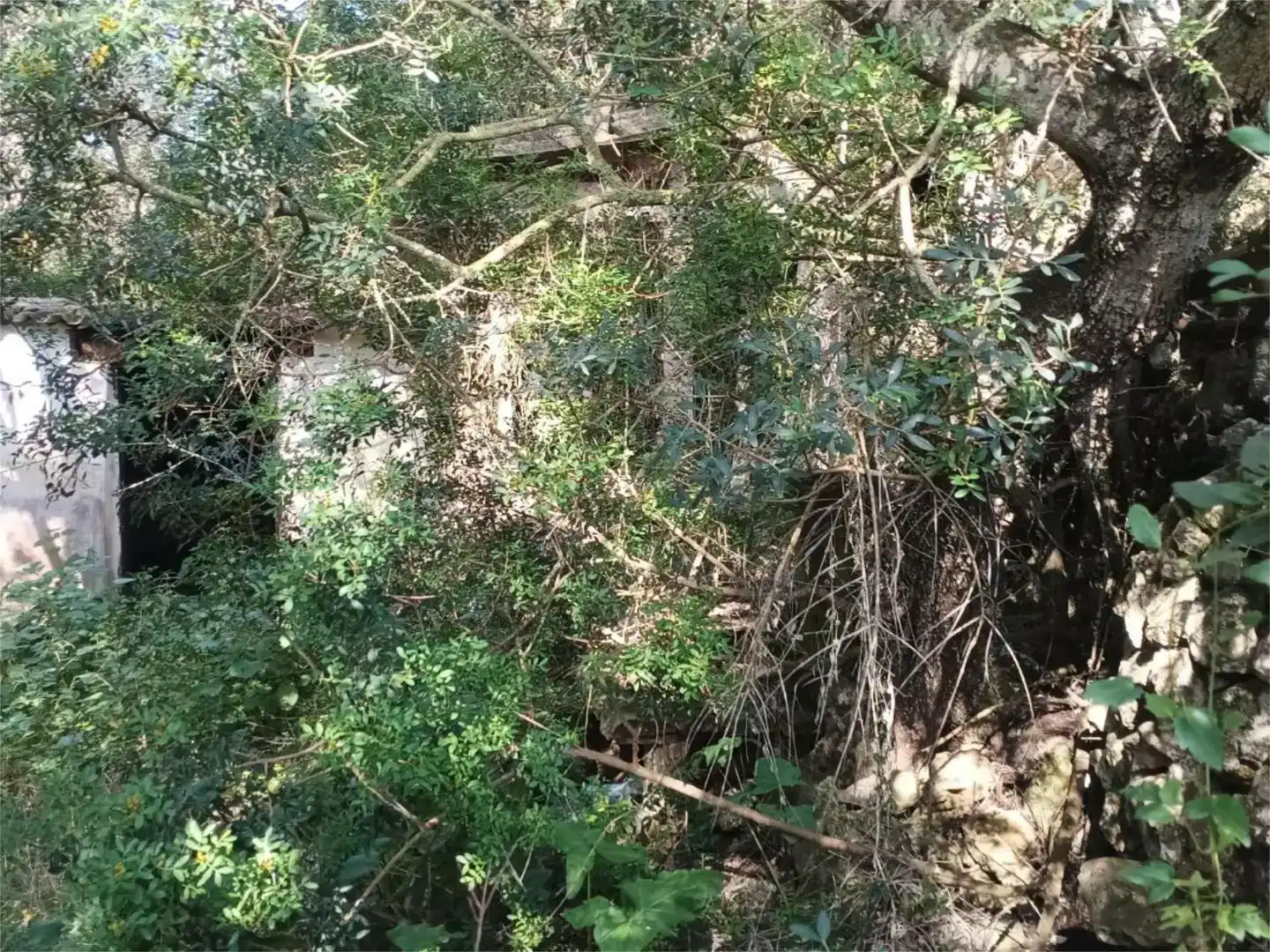Land for sale in Alaior