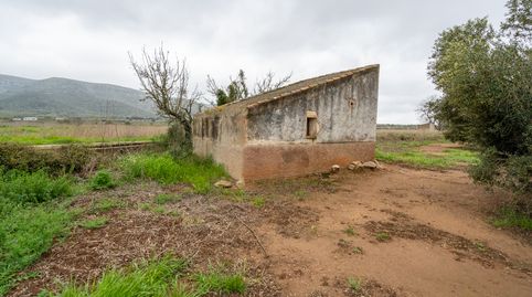 Finca rústica de olivos. Variedad arbequina.