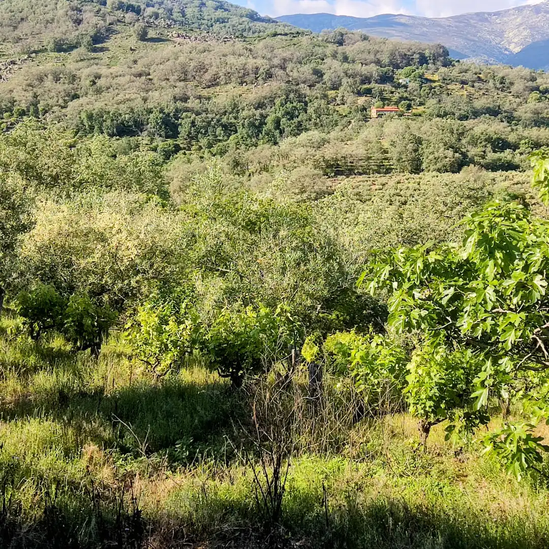 Terreni e lotti in vendita a Losar de la Vera, imagen 7