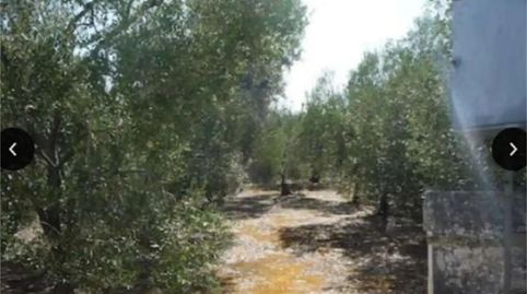 Photo 3 of Country homes for sale in Calle Celada, Benacazón, Sevilla