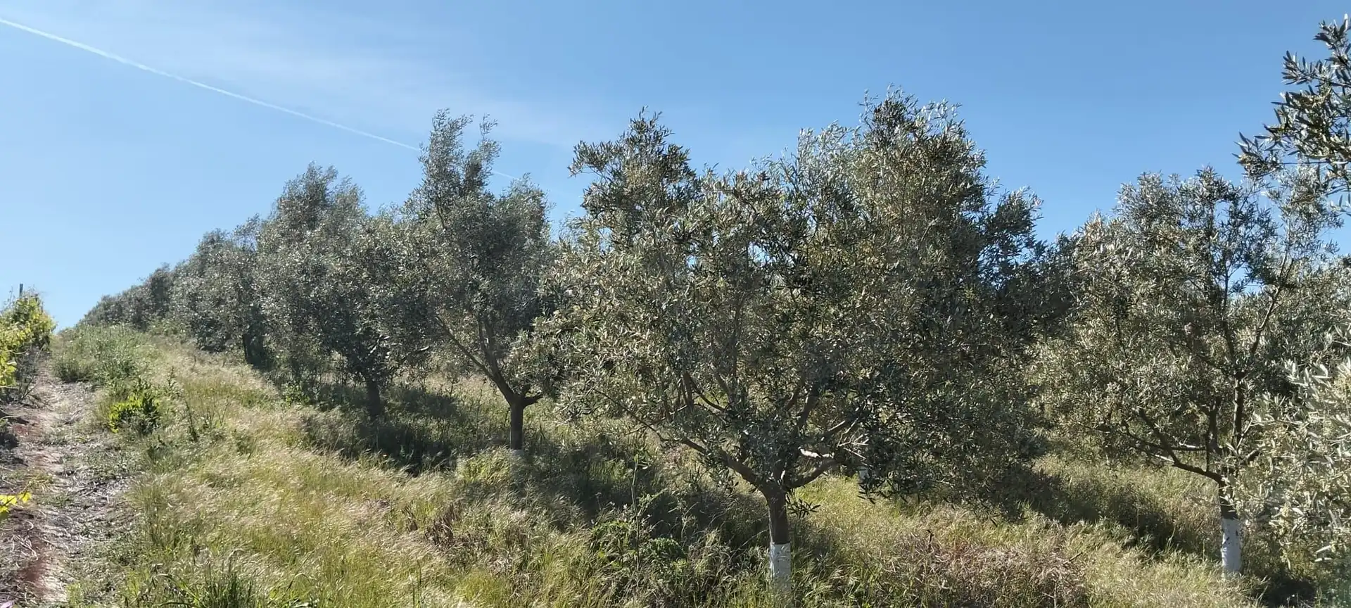 Lands and plots for sale in Lebrija, imagen 5