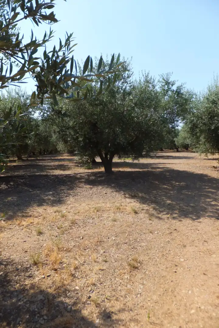 Terreno rústico en venta en Vial Camino, imagen 20