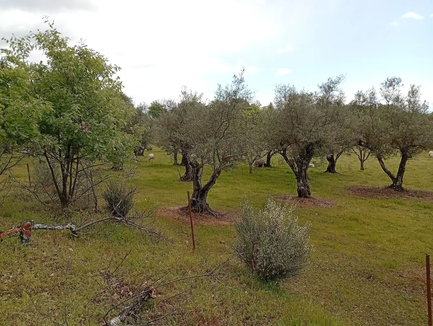 Terreni e lotti in vendita a Villanueva de la Vera, imagen 67