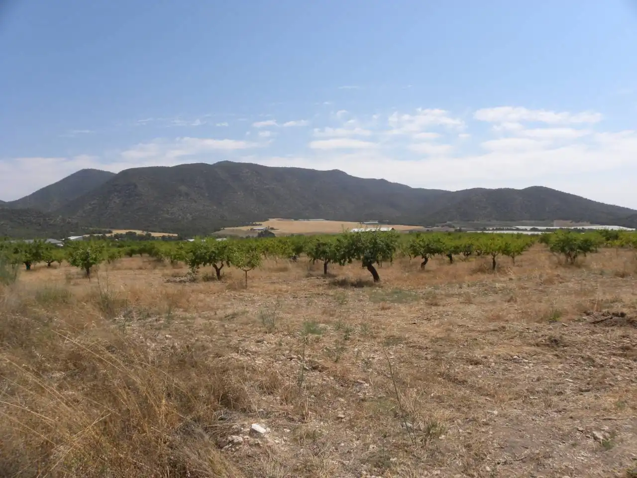 Terreno rustico in vendita a Caravaca de la Cruz, imagen 2