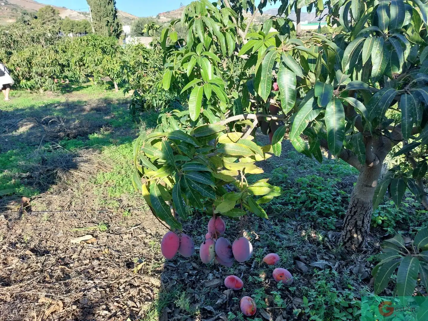 Maison rustique à vendre à Centro, imagen 5