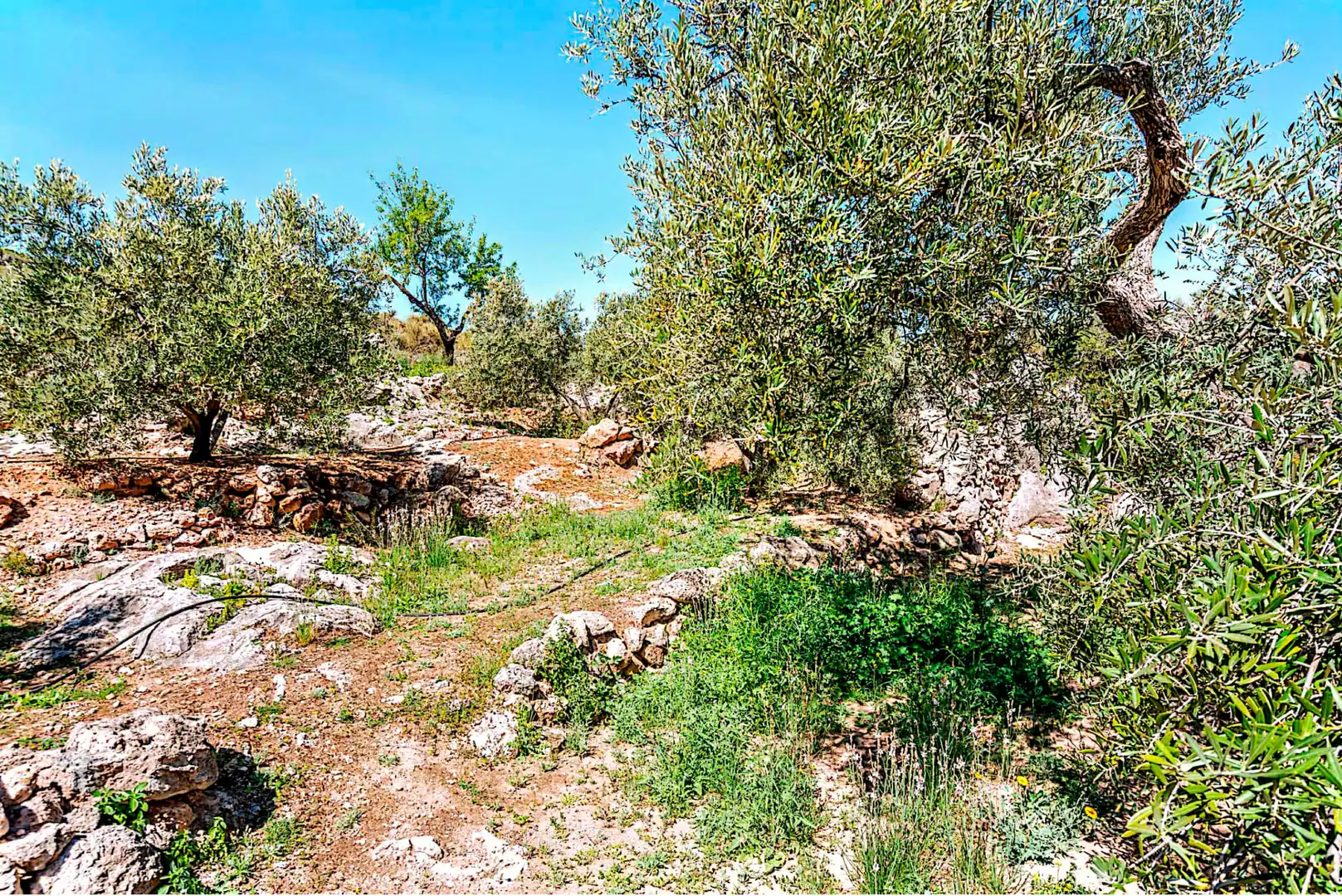 Terrain rustique à vendre à El Pinar, imagen 17