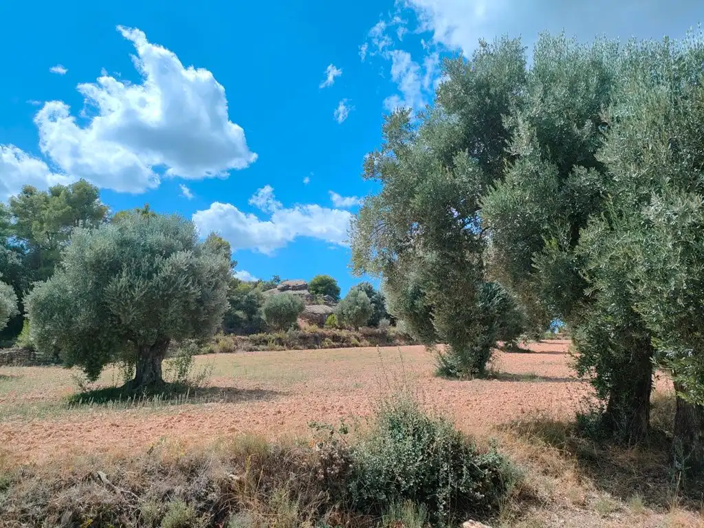 Grundstücke zum Verkauf in Belmonte de San José