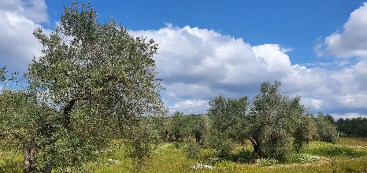 Country homes for sale in Bailén, Jaén