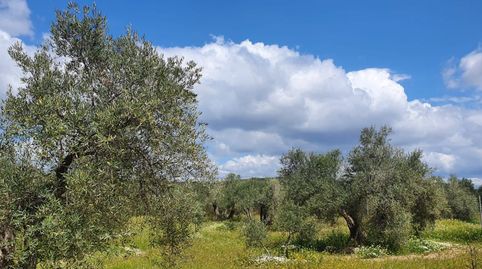 Foto 3 de Finca rústica en venta en Arroyo Levante, Bailén, Jaén