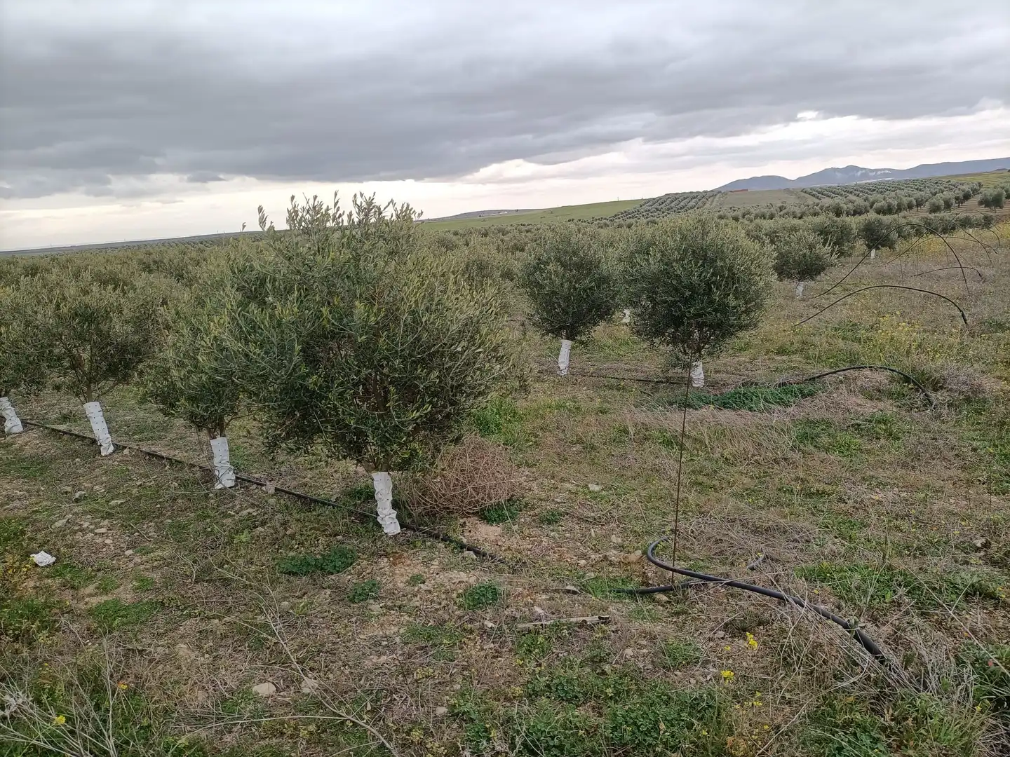 Terreni e lotti in vendita a Villaminaya, imagen 7