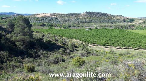 Finca de regadío de almendros de 40.684m2+ edificación. Caspe. 100.000€