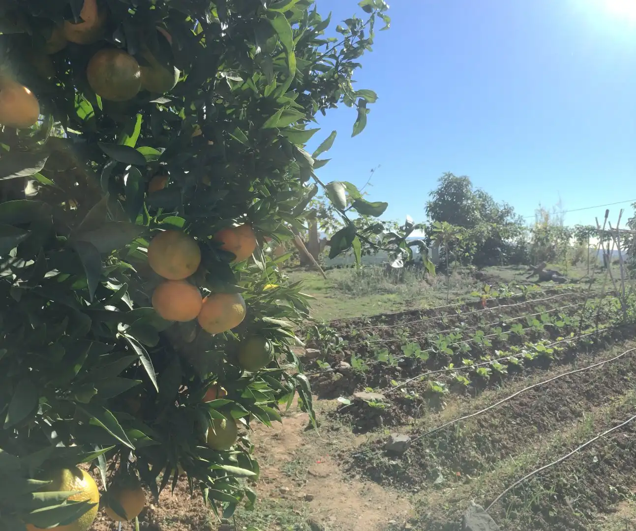 Casa rústica en venda a Monte los Almendros - El Pargo - Costa Aguilera, imagen 53