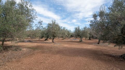 Finca rústica plana con olivos, almendros y algarrobos