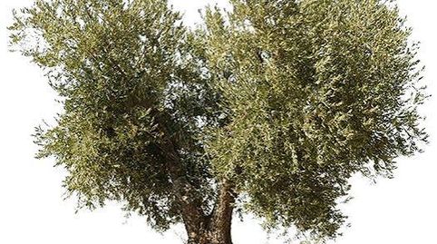 Olivar SAN MIGUEL