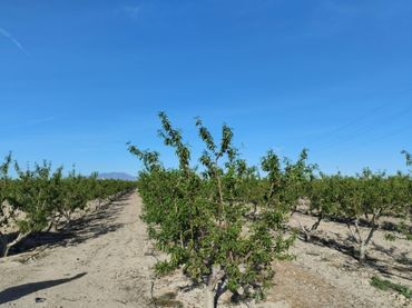 Terreno rustico in vendita a Camino LEBOR ALTO