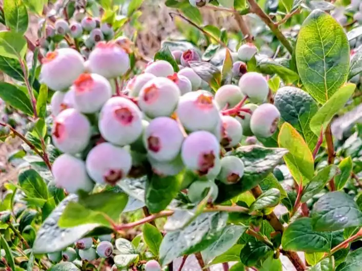 Garten von Grundstücke zum Verkauf in Xermade