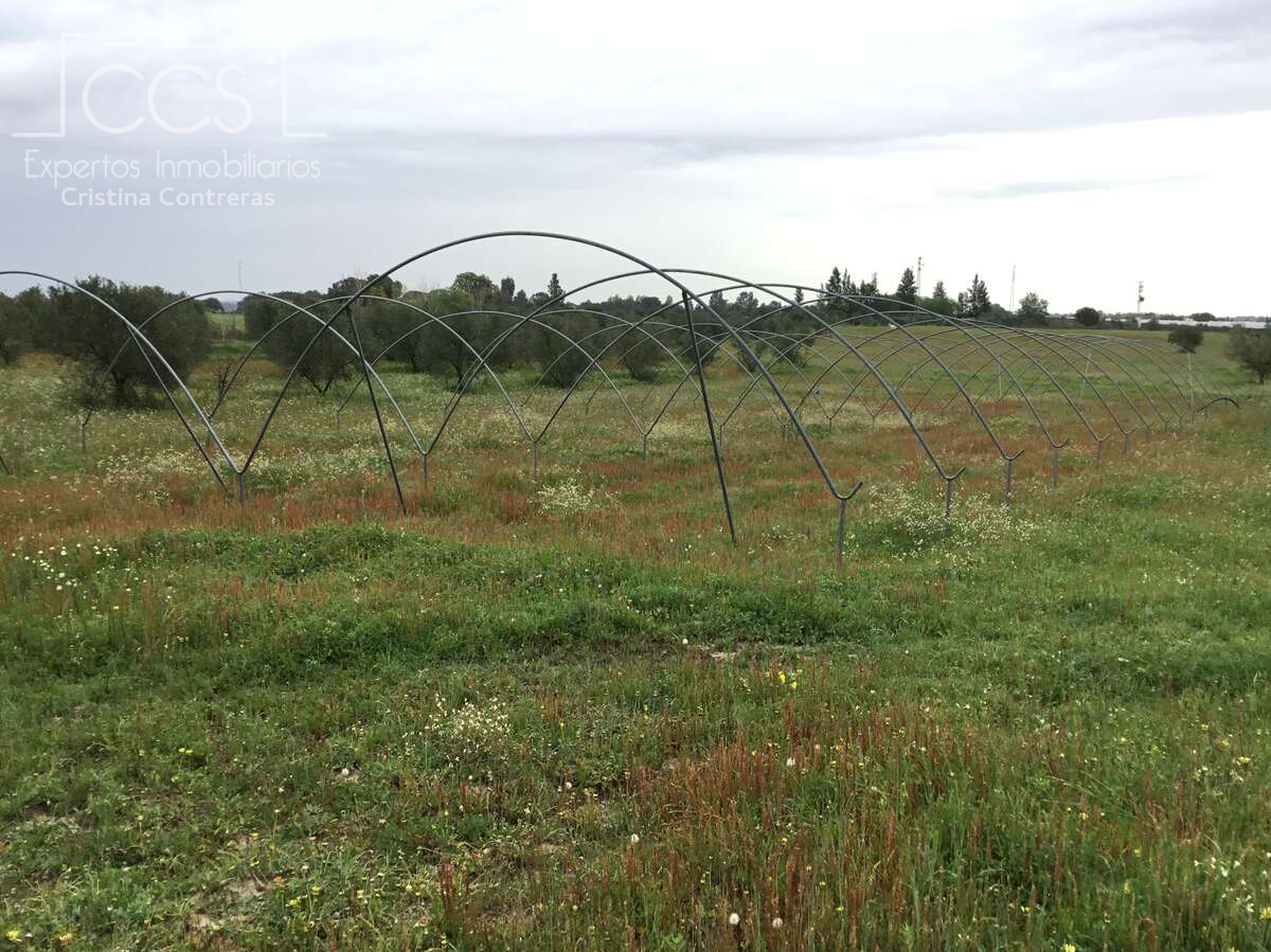 Country house zum verkauf in Almonte ciudad