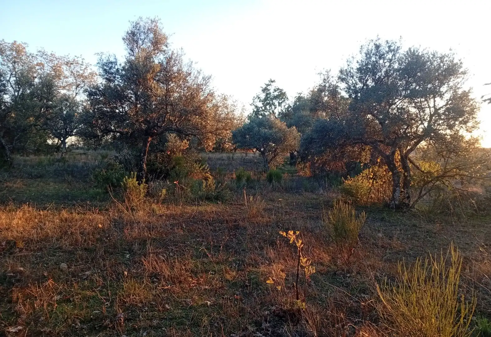 Terreni e lotti in vendita a Viandar de la Vera, imagen 8