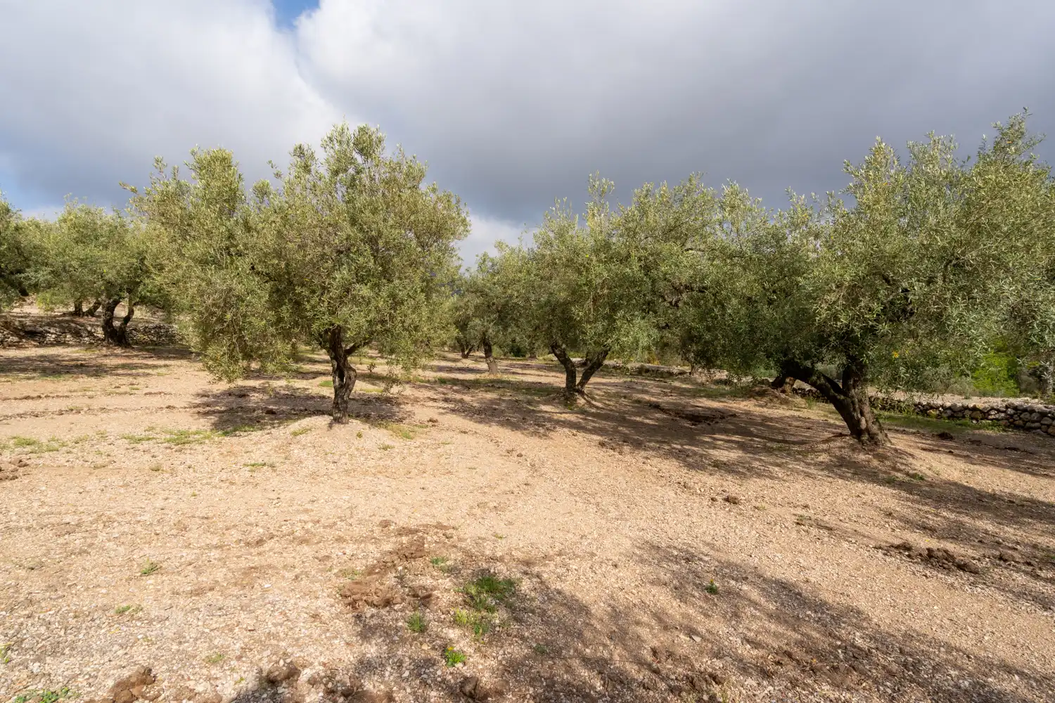 Terreno en venta en Mas de Barberans