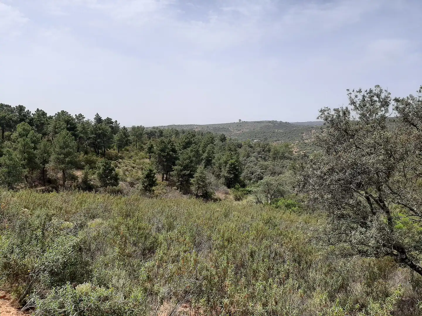 Rustikales Grundstück zum Verkauf in Montoro, imagen 2