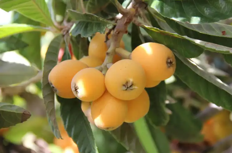 Garten von Grundstücke zur Miete in Totana