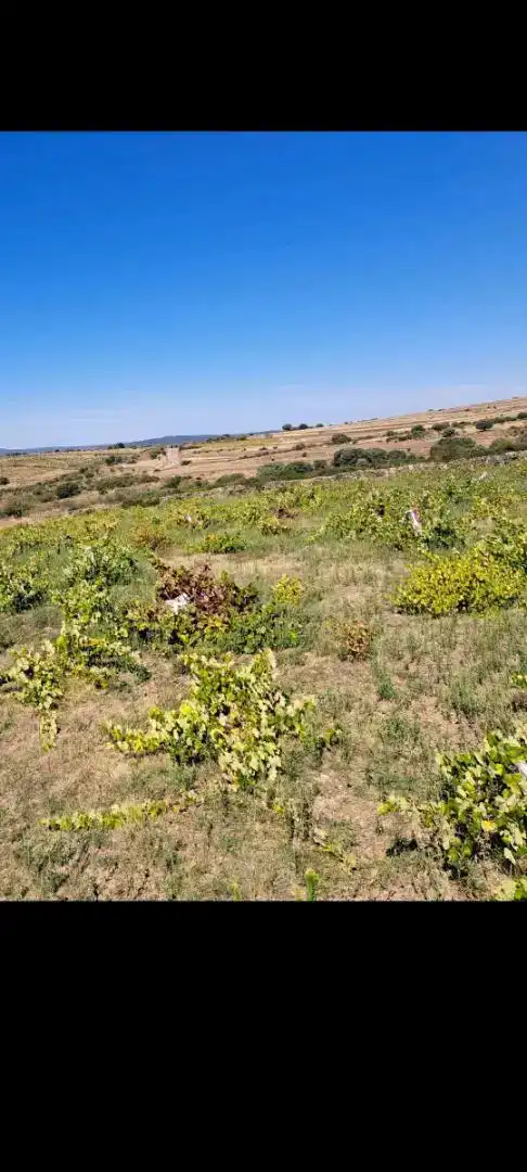 Terreno en venta en Pino del Oro, Zamora