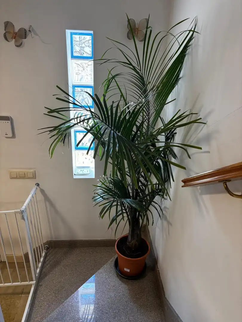 Triplex avec terrasse à vendre à Berja, imagen 5