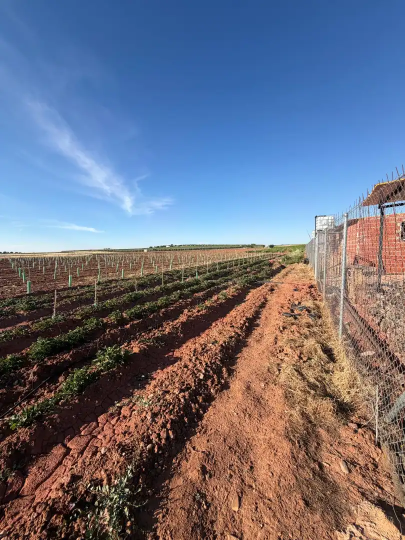 Terreno rustico in vendita a Membrilla, imagen 3