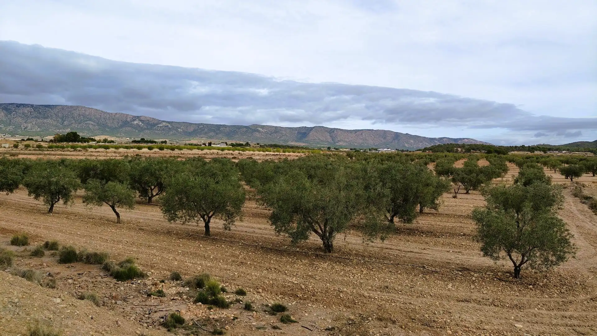 Terreny rústic en venda a Monóvar  / Monòver, imagen 8