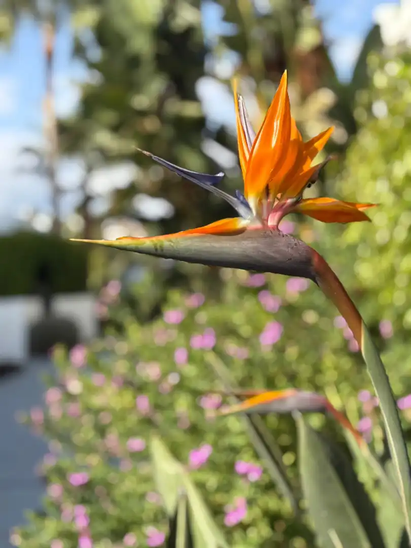 Jardín de Apartamento de alquiler en Estepona con Aire acondicionado, Terraza y Piscina