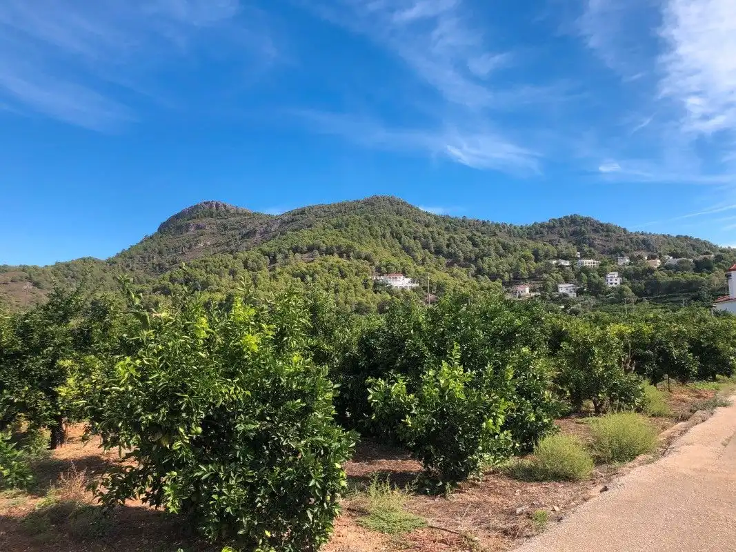 Terreny rústic en venda a Palma de Gandia, imagen 25