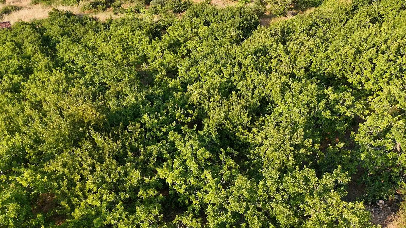 Terreni e lotti in vendita a Casas del Castañar, imagen 6