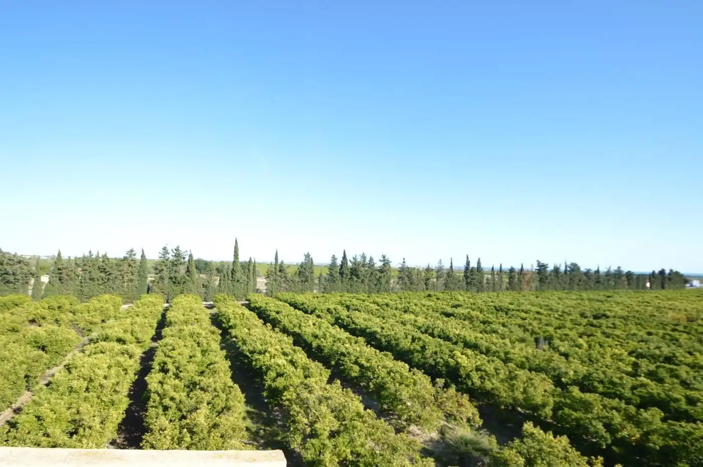 Vista exterior de Casa o chalet en venta en Benicarló con Aire acondicionado, Calefacción y Jardín privado