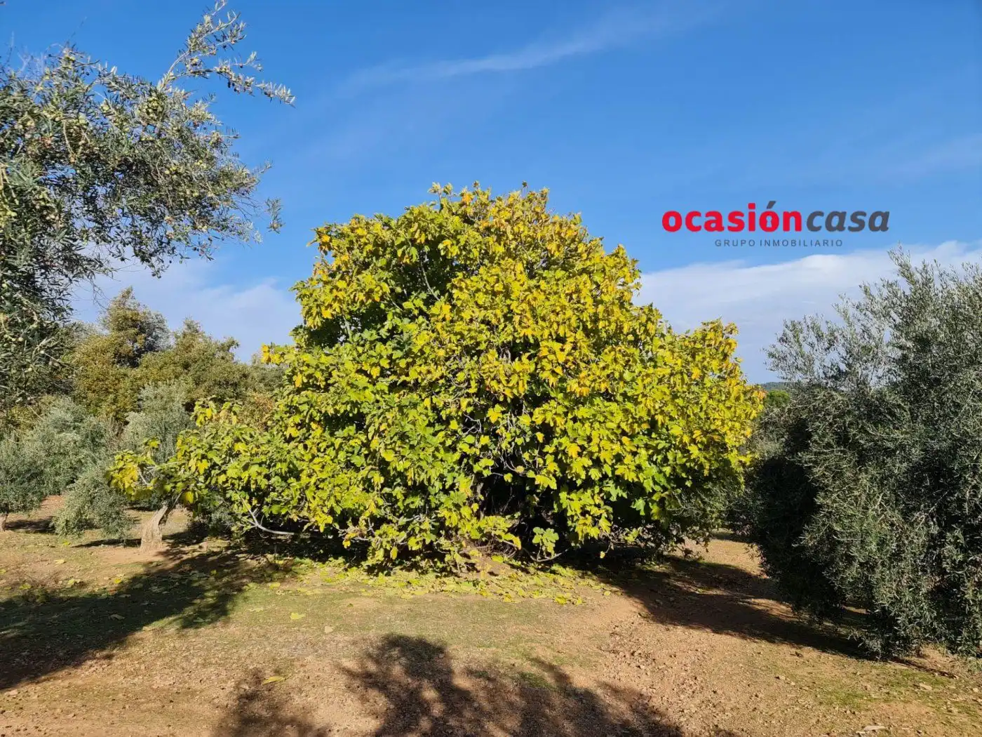 Casa rústica amb jardí en venda a Villanueva del Rey, imagen 10