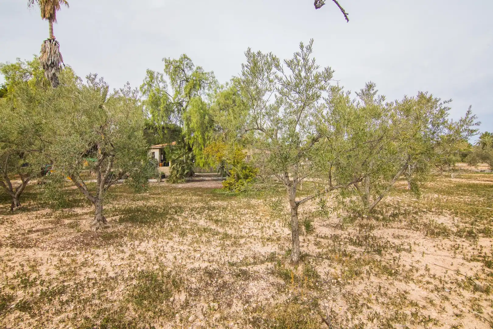 Houses for sale in Elche / Elx  with Private garden and Storage room
