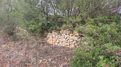 Finca de garriga y pinar, immagine 3