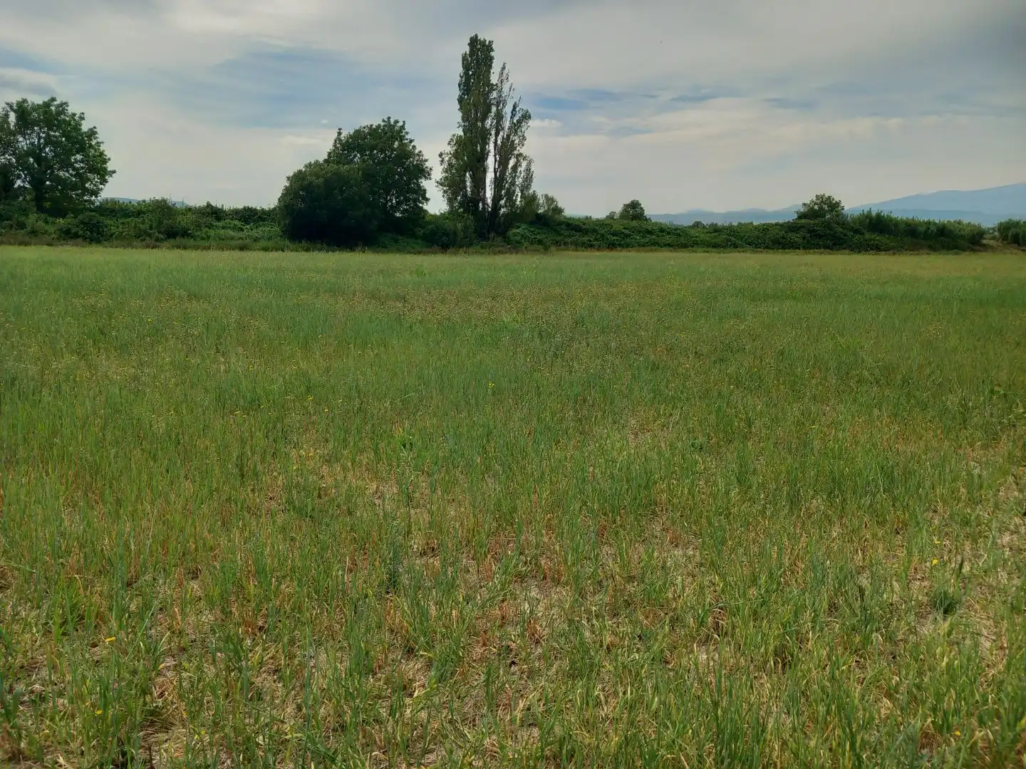 Rural land for sale in Avenida de la Paz 73, imagen 6