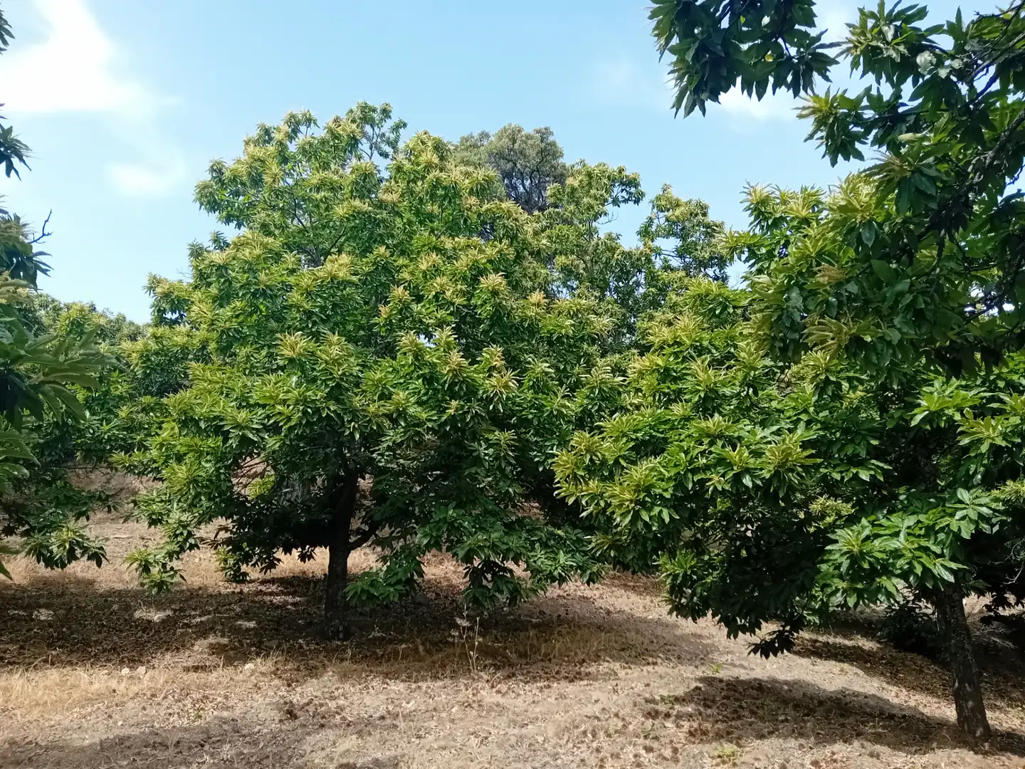 Terreno rústico en venta en Yunquera