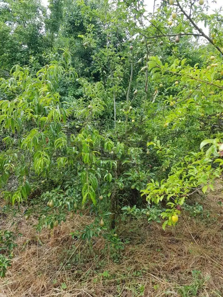 Terreni e lotti in vendita a CABEZA DE VACA, imagen 4