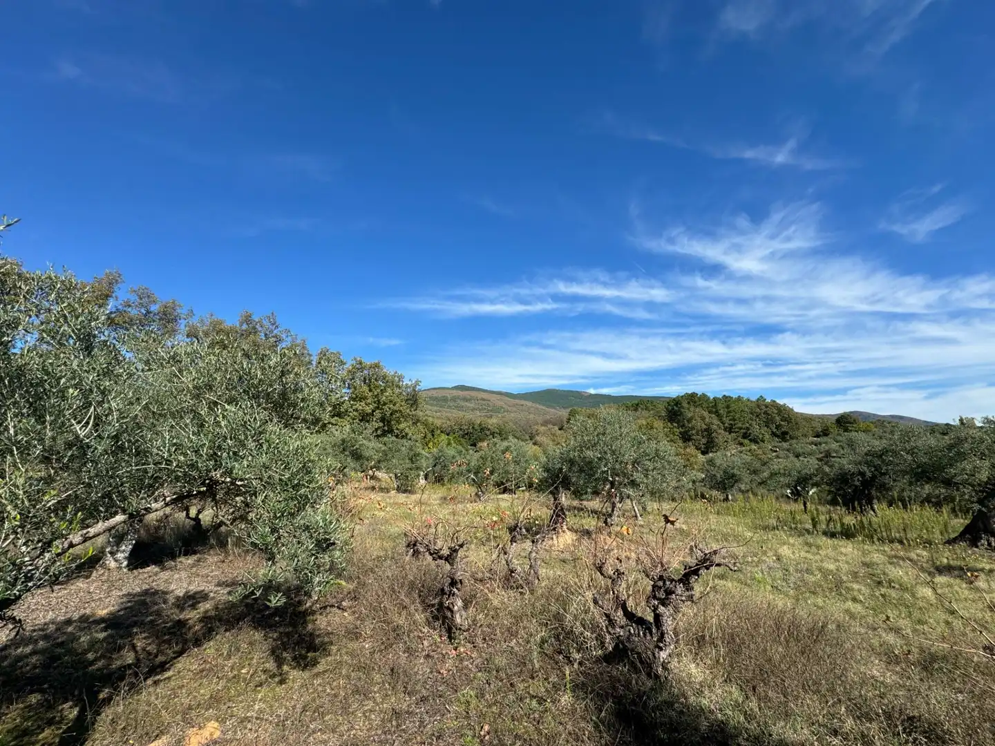 Finca rústica en venta en Candeleda con Jardín privado