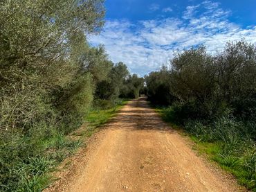 Terrenos y solares en venta en Camino Polígono 3 Parcela 4 ES RAFALET. ALGAIDA (ILLES B