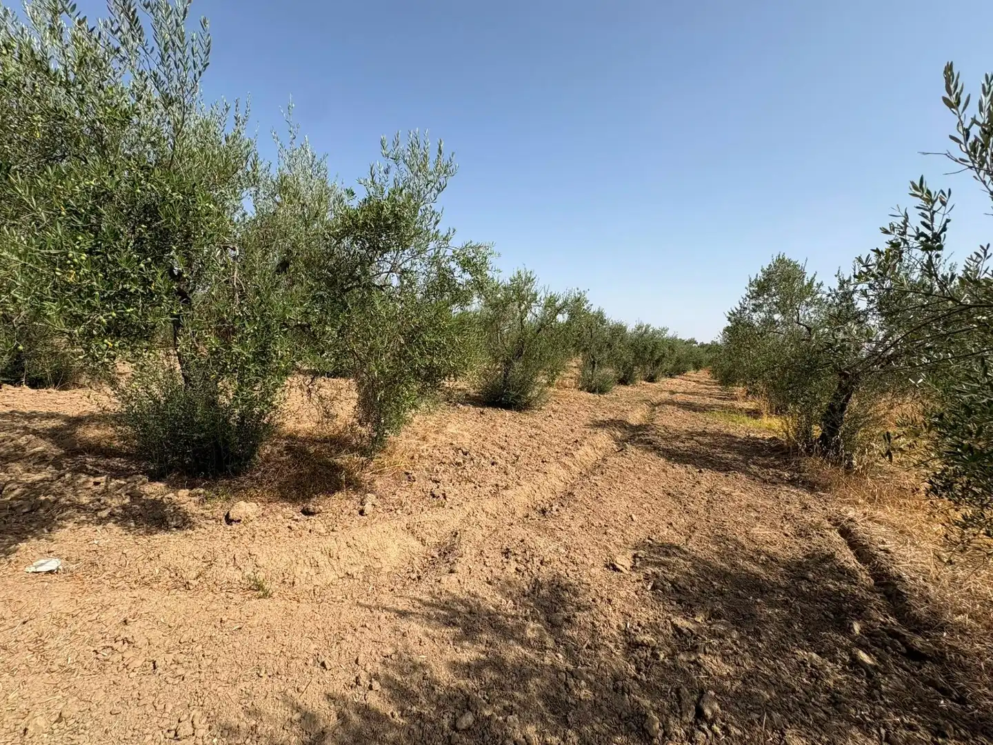 Terreno en venta en Espartinas