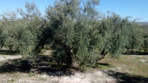 FINCA DE OLIVAR EN EL RUEDO DE BAENA