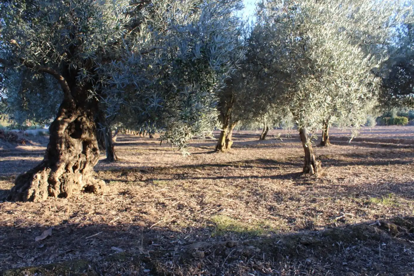 Garden of Country homes for sale in Villa de Otura, Granada