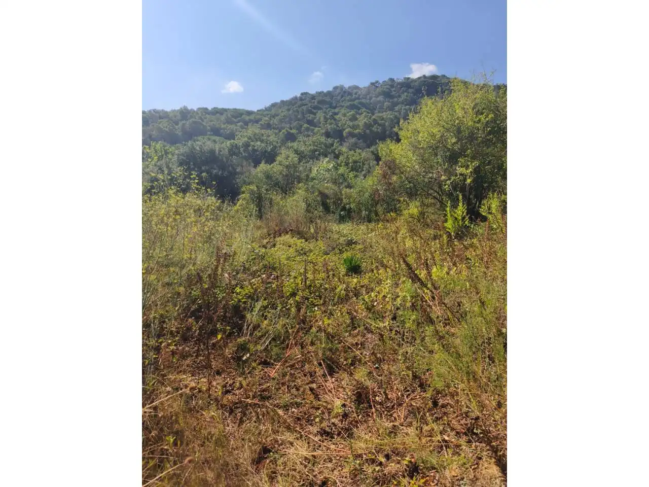 Residential land for sale in Calle Castanyers