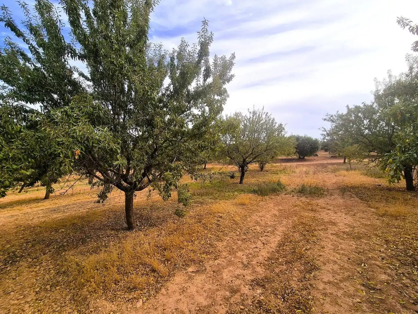 Terreny rústic en venda a Moraleda de Zafayona, imagen 20