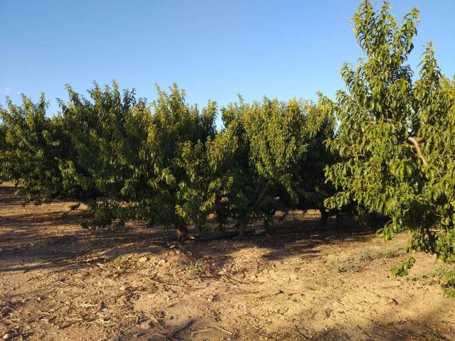 Terreno en Venta en DISEMINADOS en Binaced