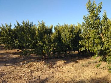 Rural land for sale in Calle DISEMINADOS